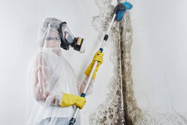 Best DIY Mold Remediation Support Services in Fort Hood, TX
