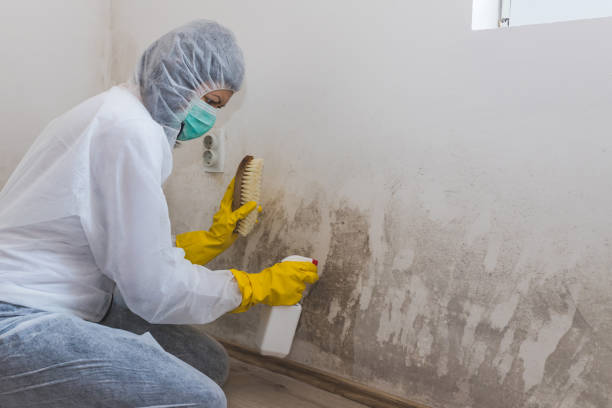 Best Crawl Space Mold Remediation in Fort Hood, TX