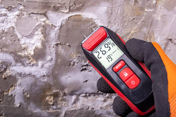 Best White Mold Remediation in Fort Hood, TX