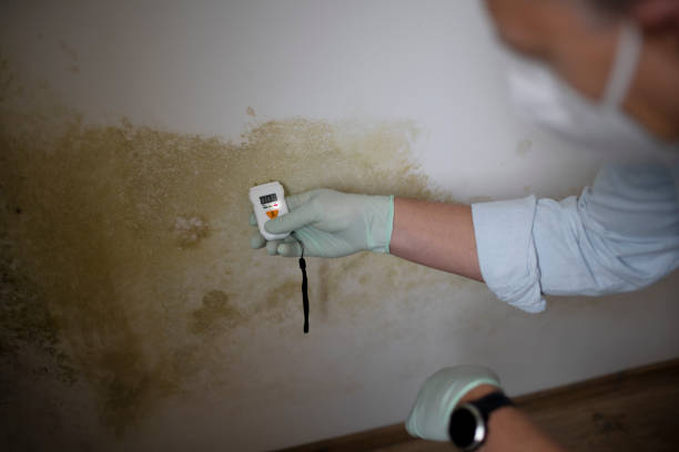 Best Attic Mold Remediation in Fort Hood, TX